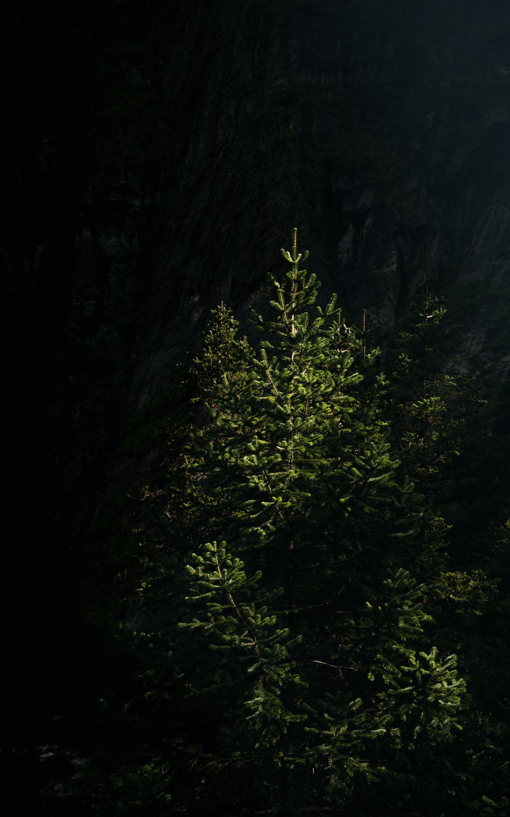 a lone pine tree in a dark forest