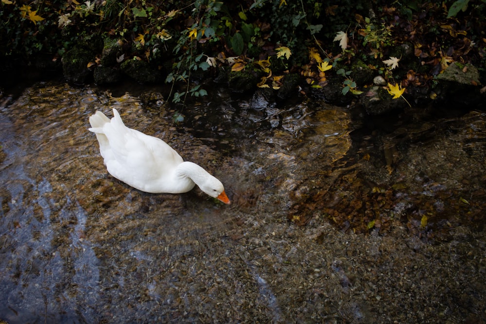 水域の上に座っている白い白鳥