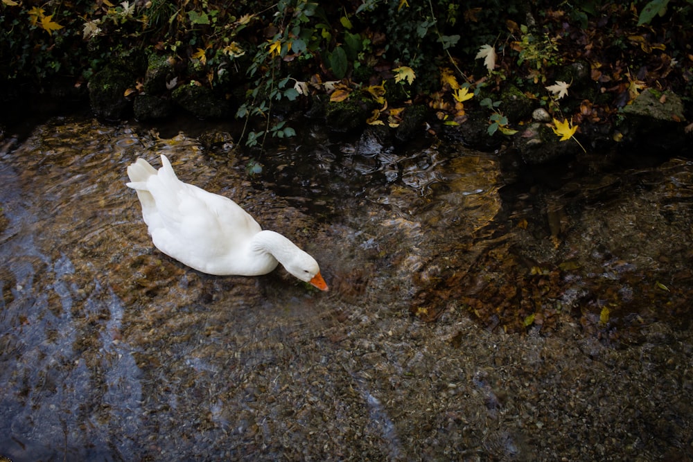 a white swan sitting on top of a body of water