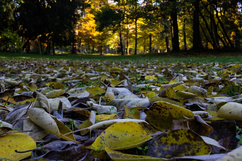 a lot of leaves that are on the ground