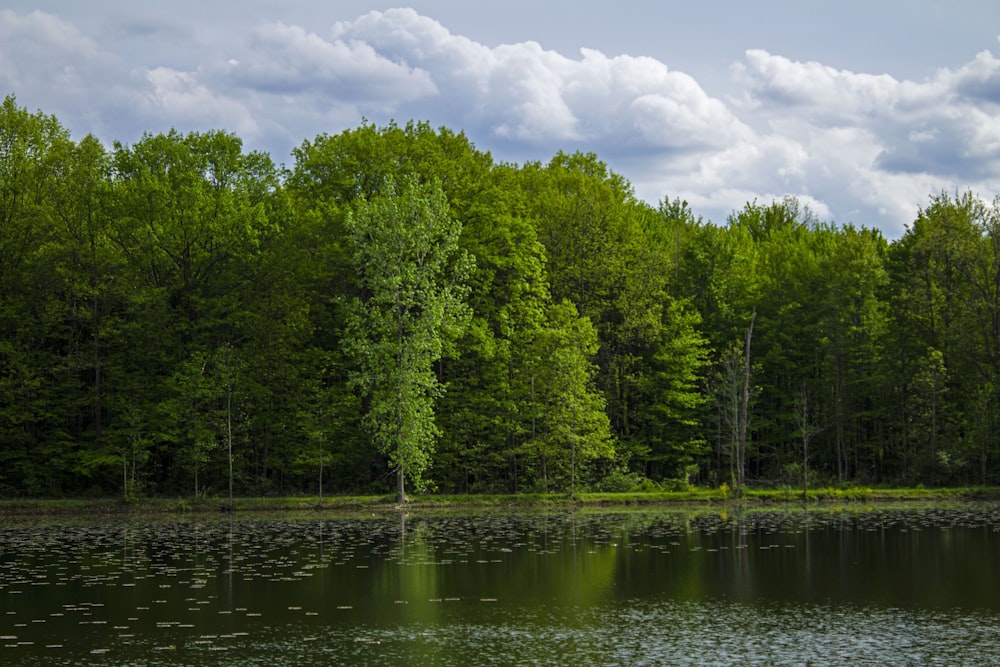 a large body of water surrounded by trees