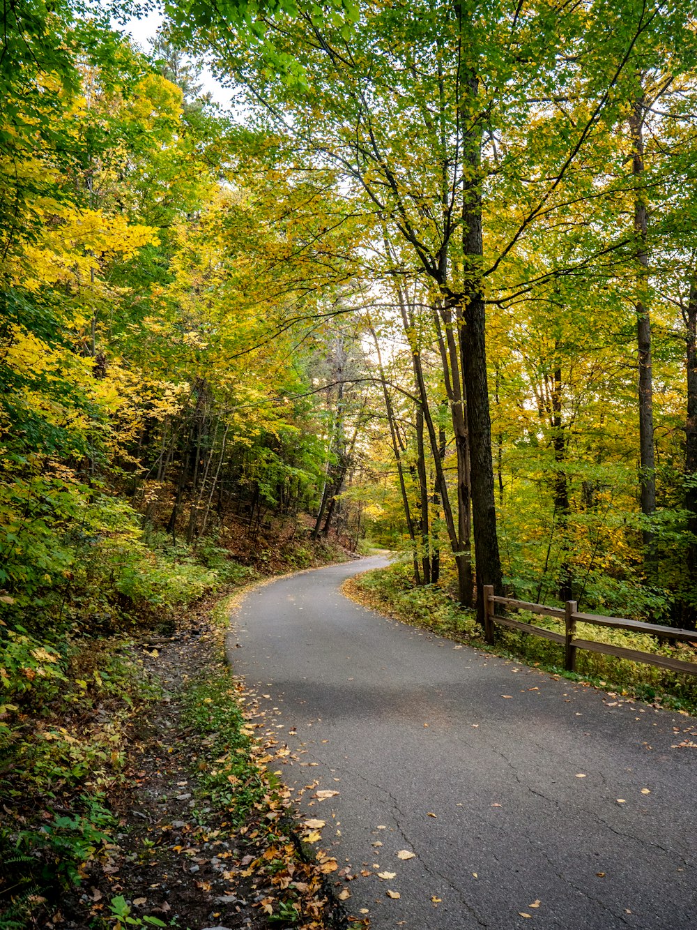 a winding road surrounded by trees in the fall
