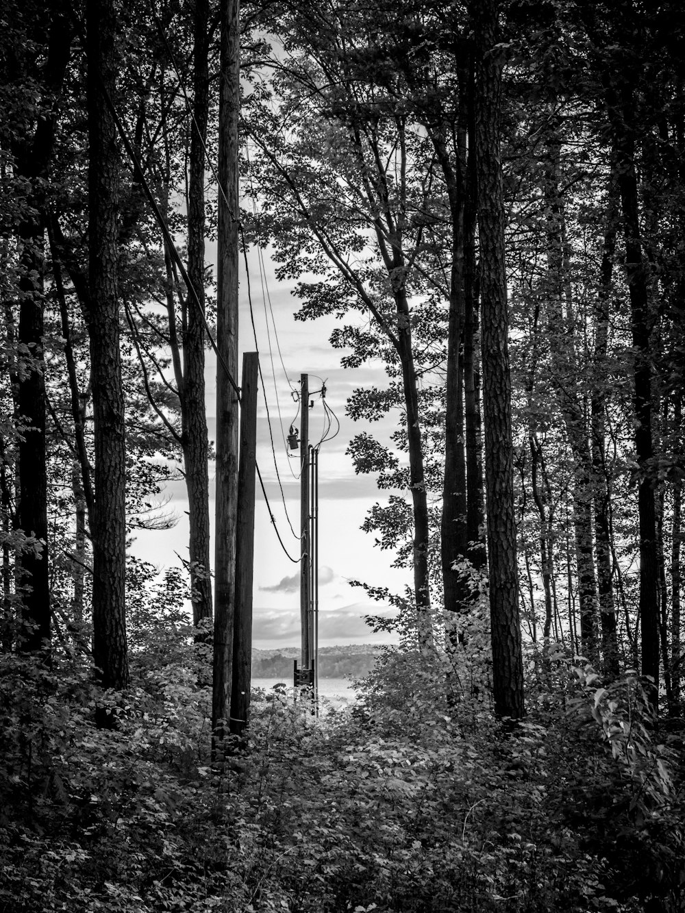 a black and white photo of a telephone pole in the woods