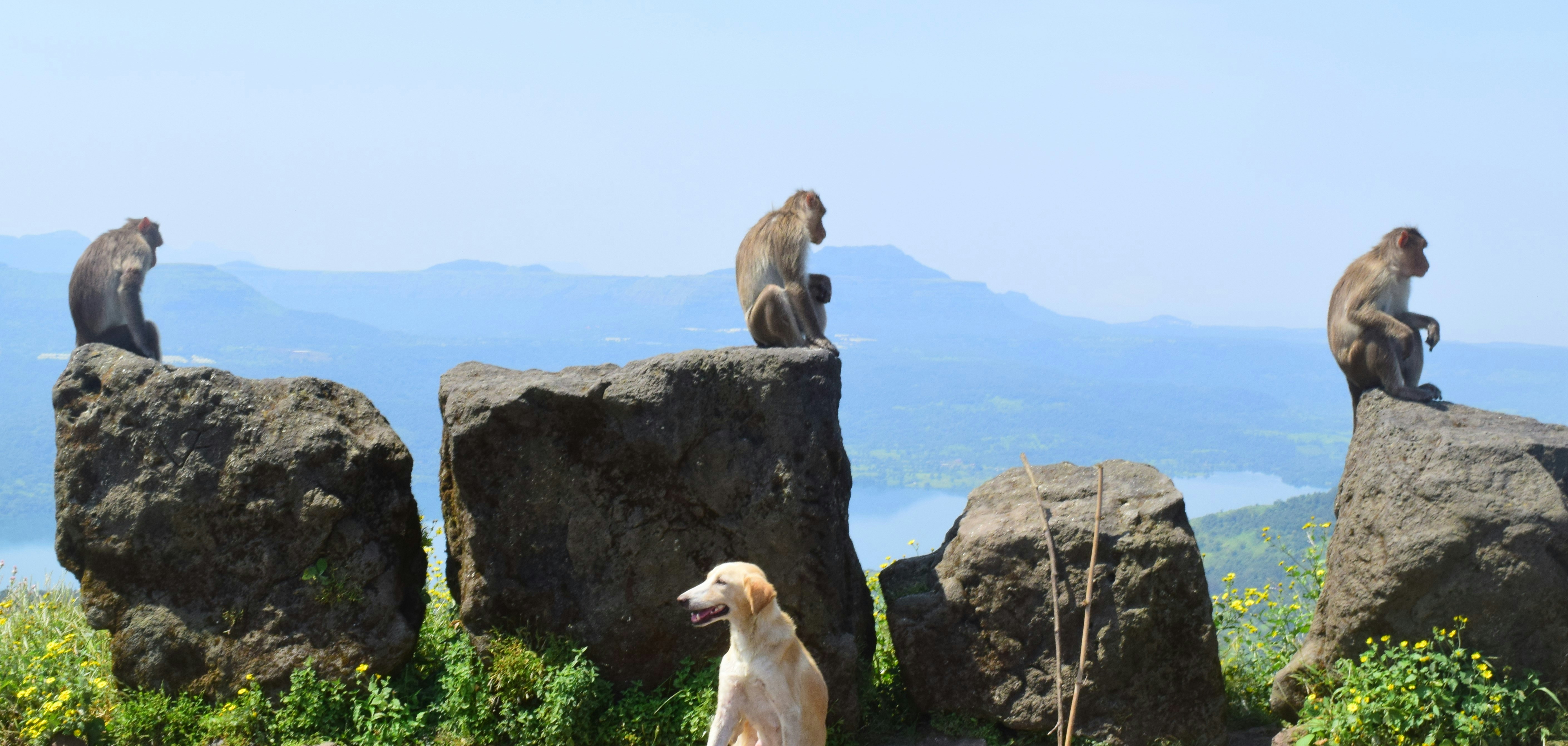 Un grupo de monos sentados en la cima de grandes rocas