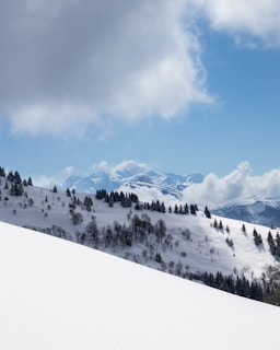 a snow covered hill with trees on it
