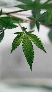 A close-up shot of a cannabis leaf glistening with morning dew against a soft green background.
