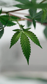 A close-up of a vibrant green cannabis leaf glowing under soft golden light, embodying emf's bold and authentic vibe.