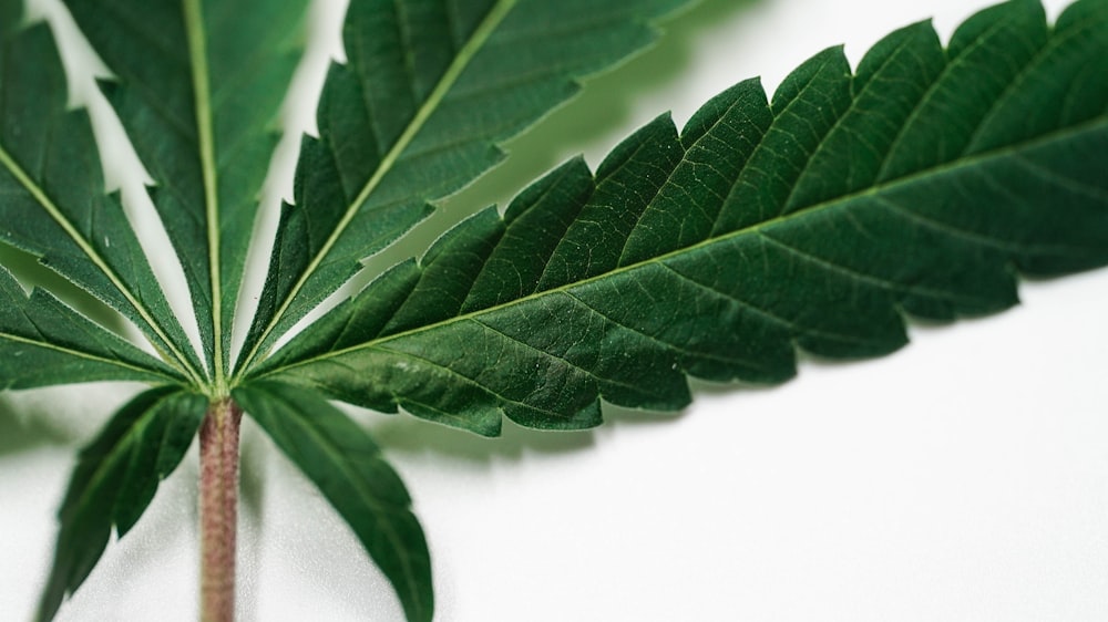 a close up of a green leaf on a white background