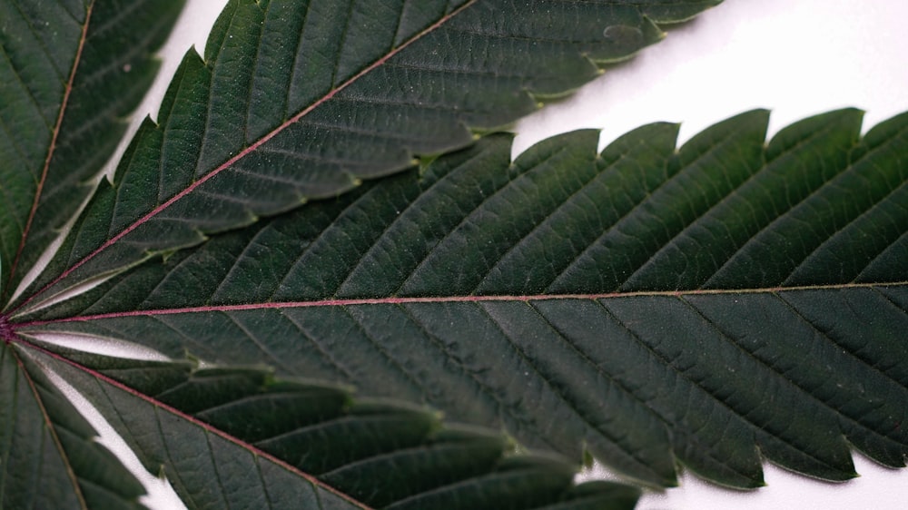 a close up of a green leaf on a white background