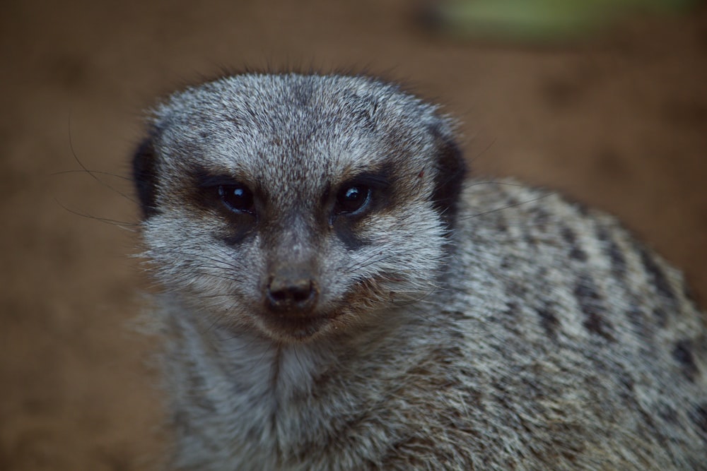 a close up of a small animal on a dirt ground