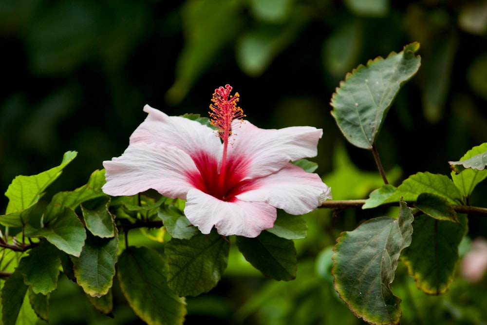 a pink and white flower with green leaves