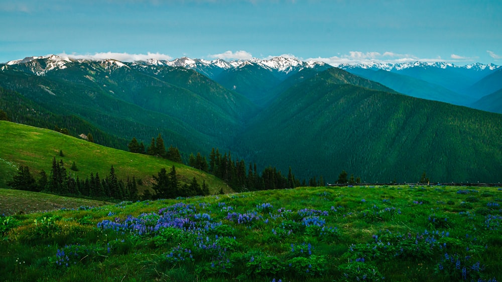 a lush green hillside covered in snow covered mountains