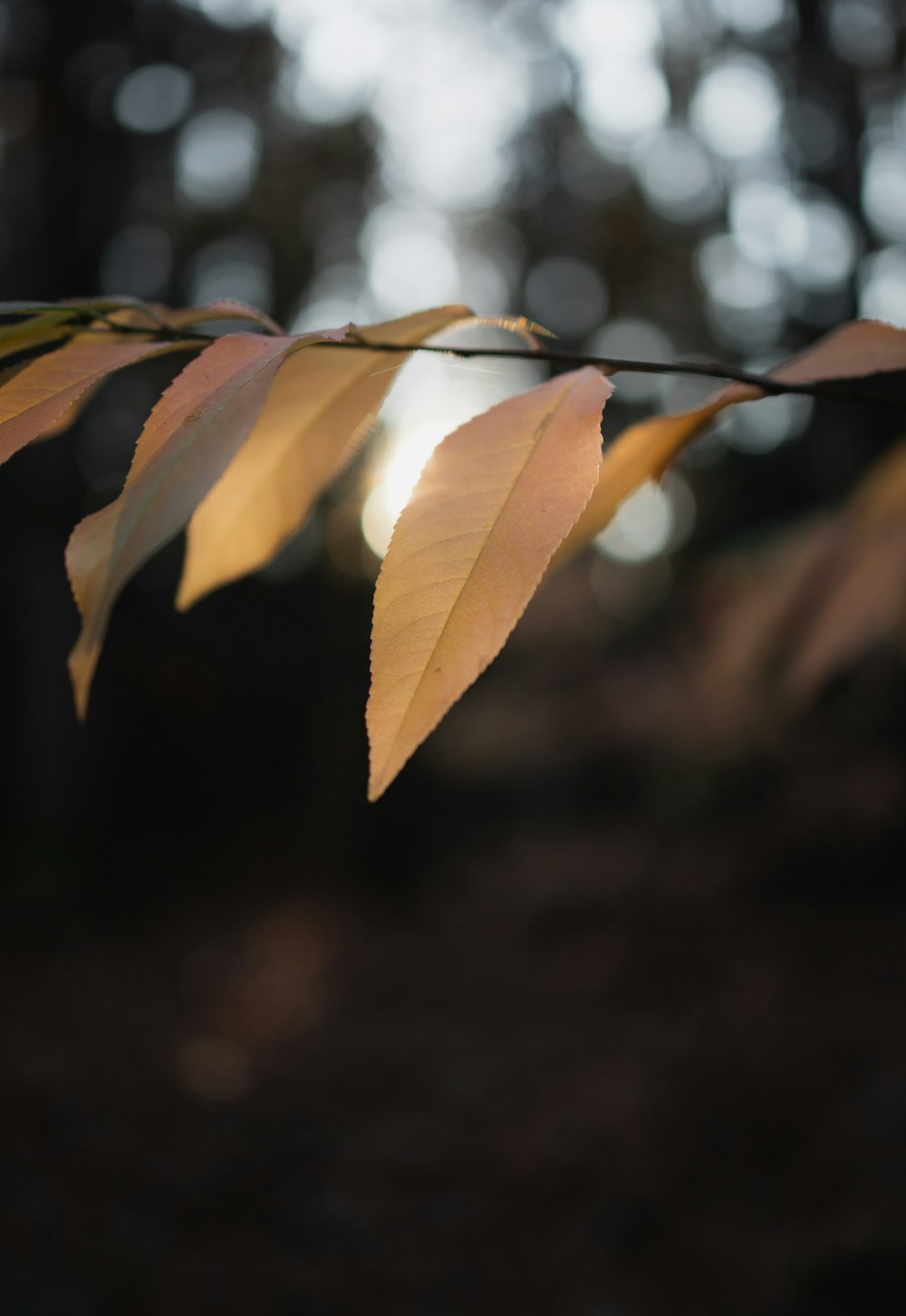 a close up of a leaf on a branch