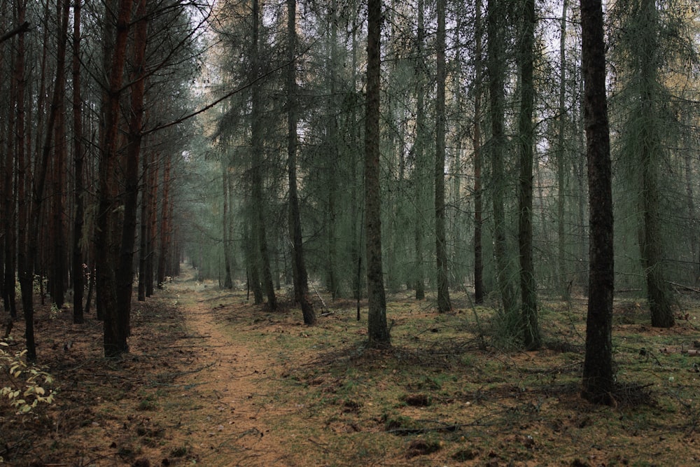 a dirt path in the middle of a forest