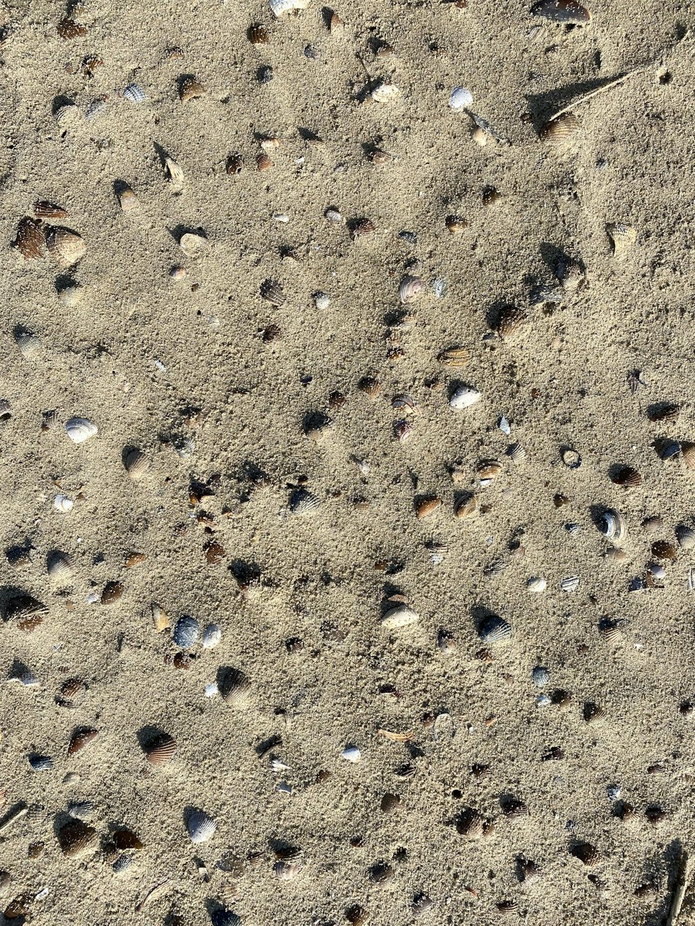 a close up of sand and shells on a beach
