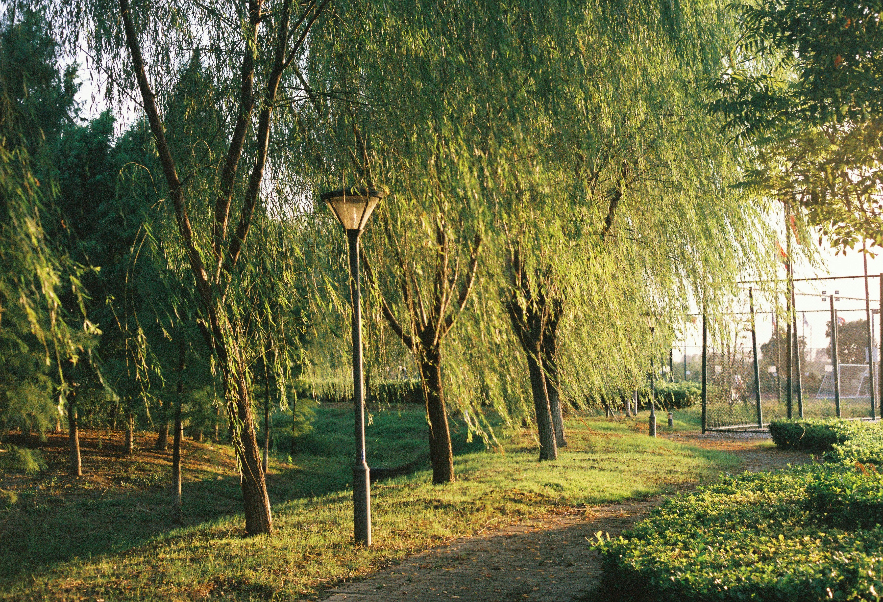 a path through a park lined with trees