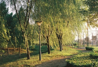 a path through a park lined with trees