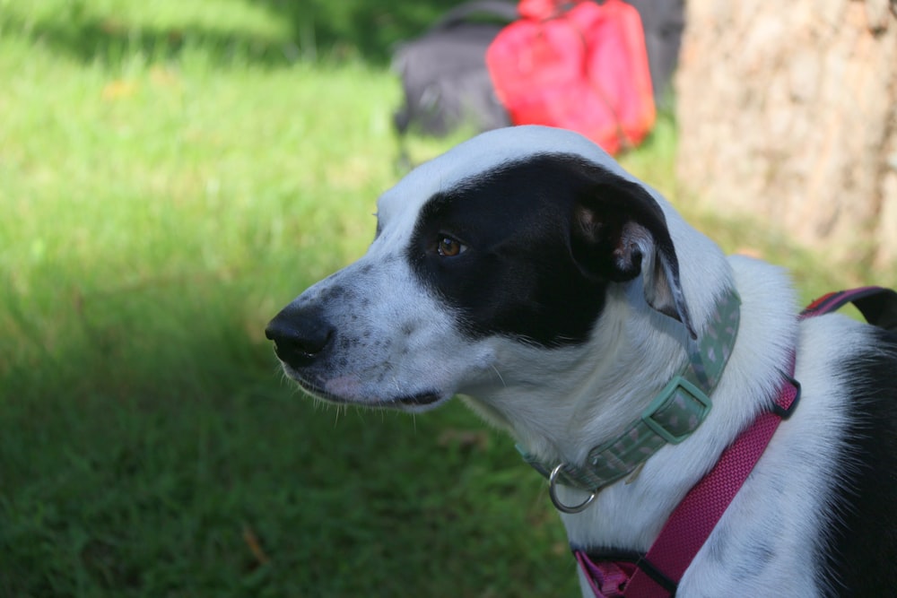 a black and white dog wearing a pink collar