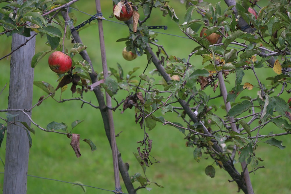 an apple tree with apples growing on it