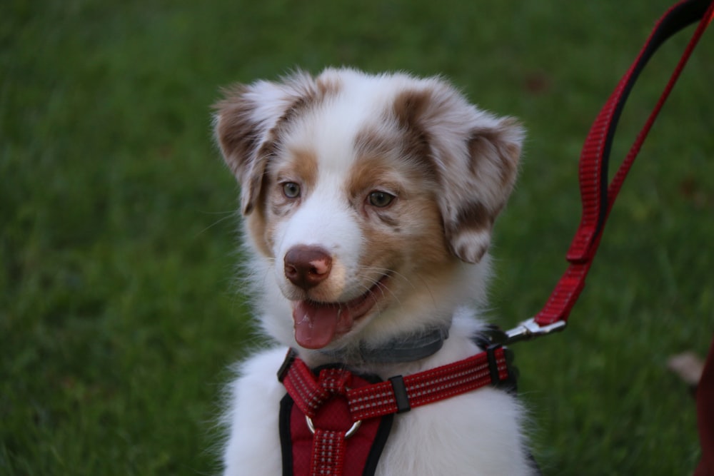 un cane bianco e marrone con un guinzaglio rosso