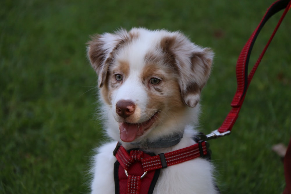 a white and brown dog with a red leash