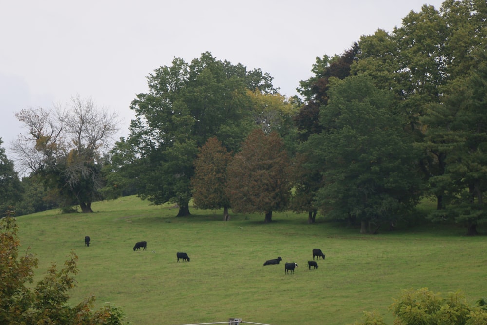 a herd of cattle grazing on a lush green field