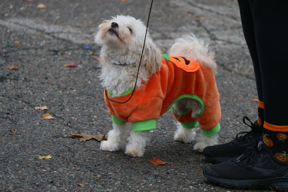 a small white dog wearing an orange and green shirt
