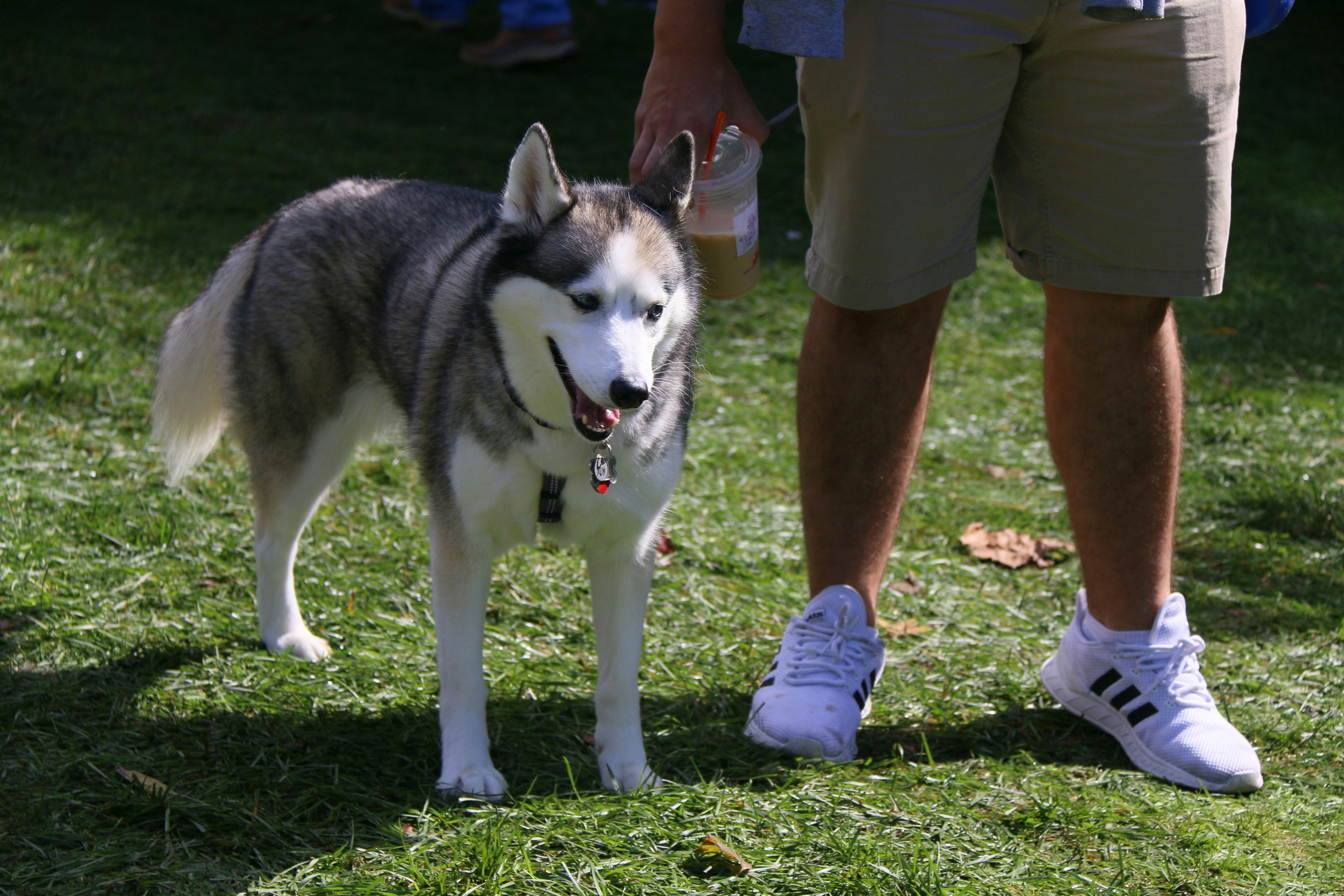 a husky dog standing on top of a lush green field