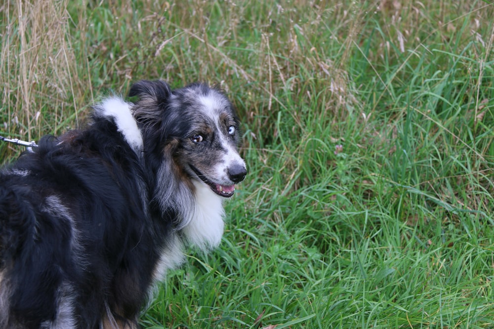 a black and white dog standing on top of a lush green field