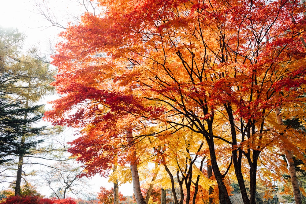 a group of trees with orange and yellow leaves
