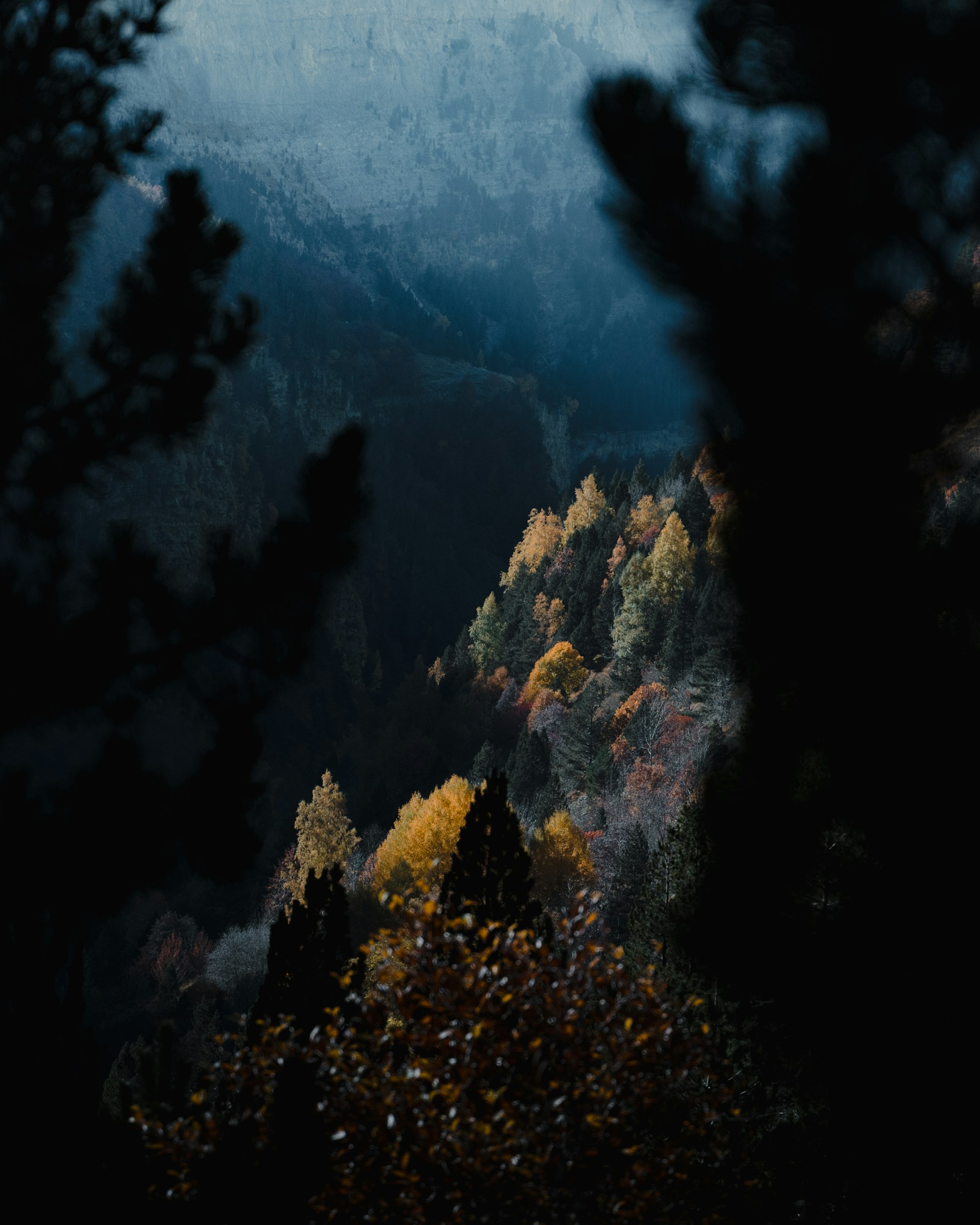 a forest filled with lots of trees under a cloudy sky