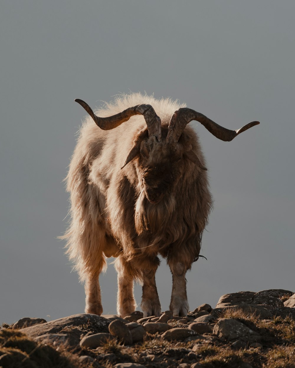 Un animale cornuto in piedi sulla cima di una collina rocciosa