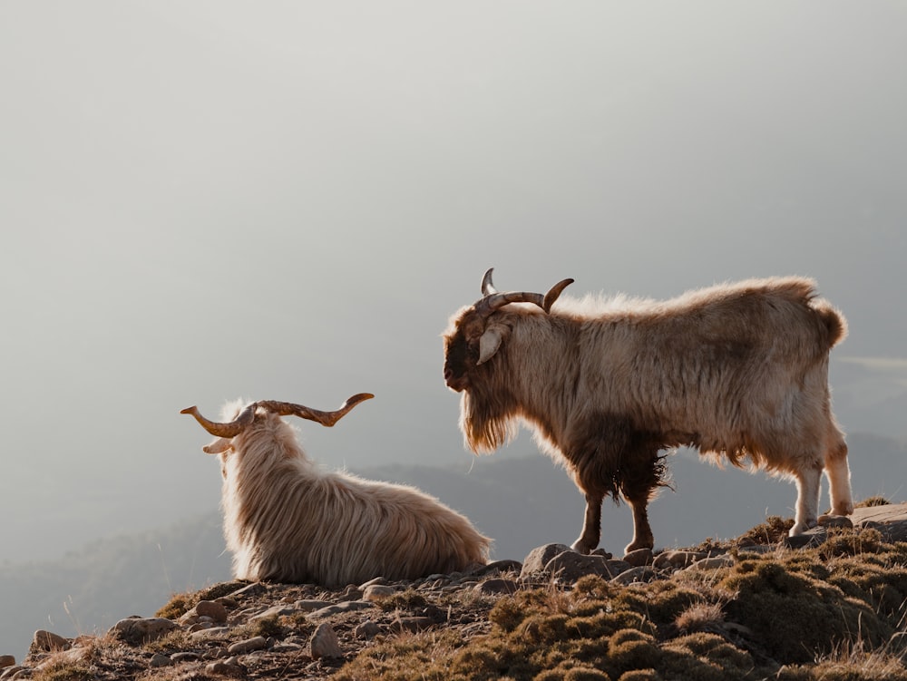 a couple of animals that are standing on a hill