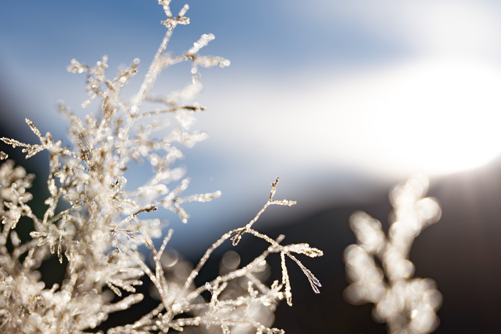 a close up of a plant with frost on it