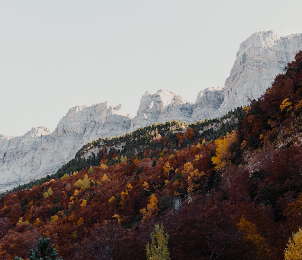 a view of a mountain range with trees in the foreground