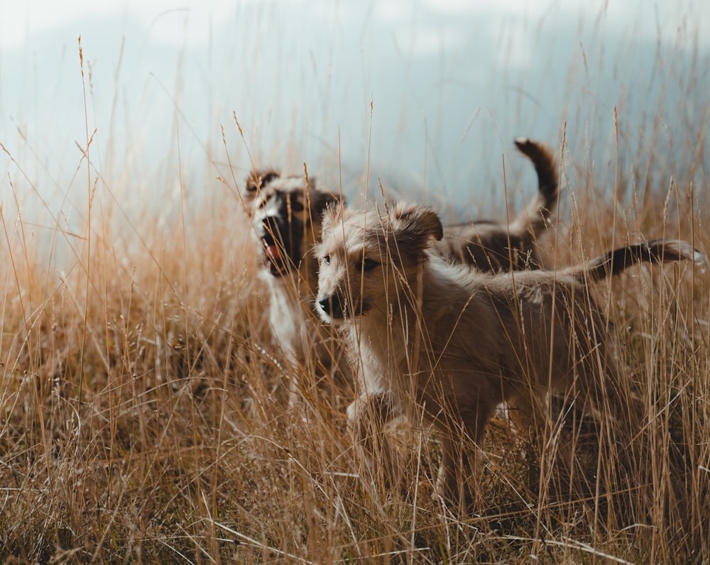 a couple of dogs that are standing in the grass