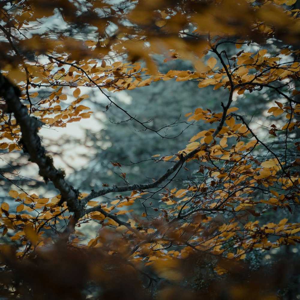 Gold Leaves Pictures  Download Free Images on Unsplash