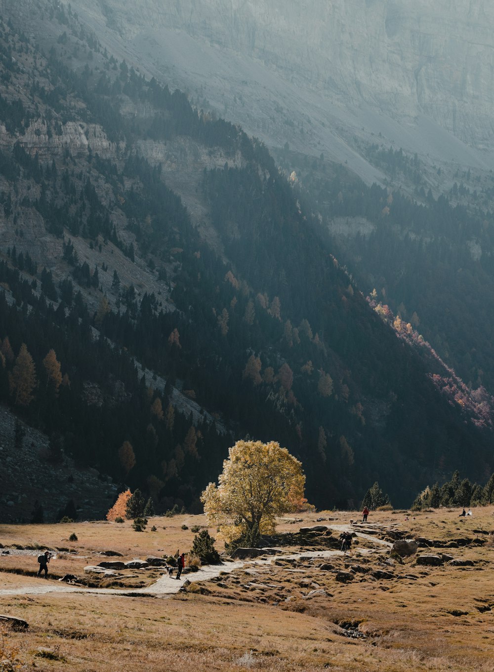 a lone tree in a field with mountains in the background