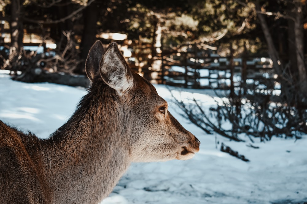 a close up of a deer in the snow