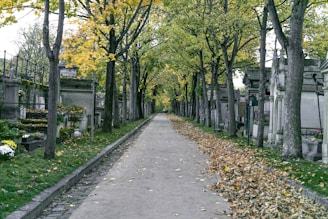 a cemetery with trees lining the sides of it