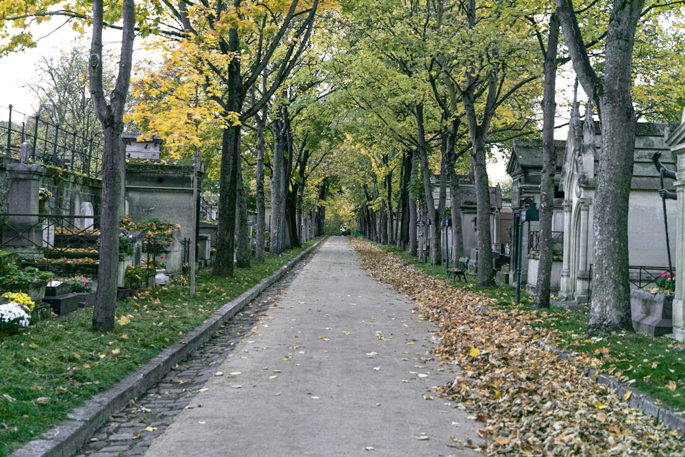 a cemetery with trees lining the sides of it