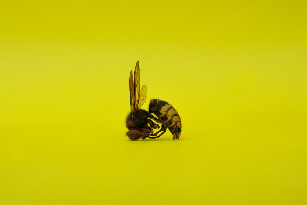 a black and yellow bee on a yellow background