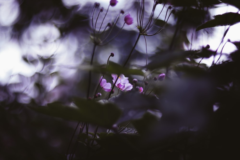 a close up of a plant with purple flowers