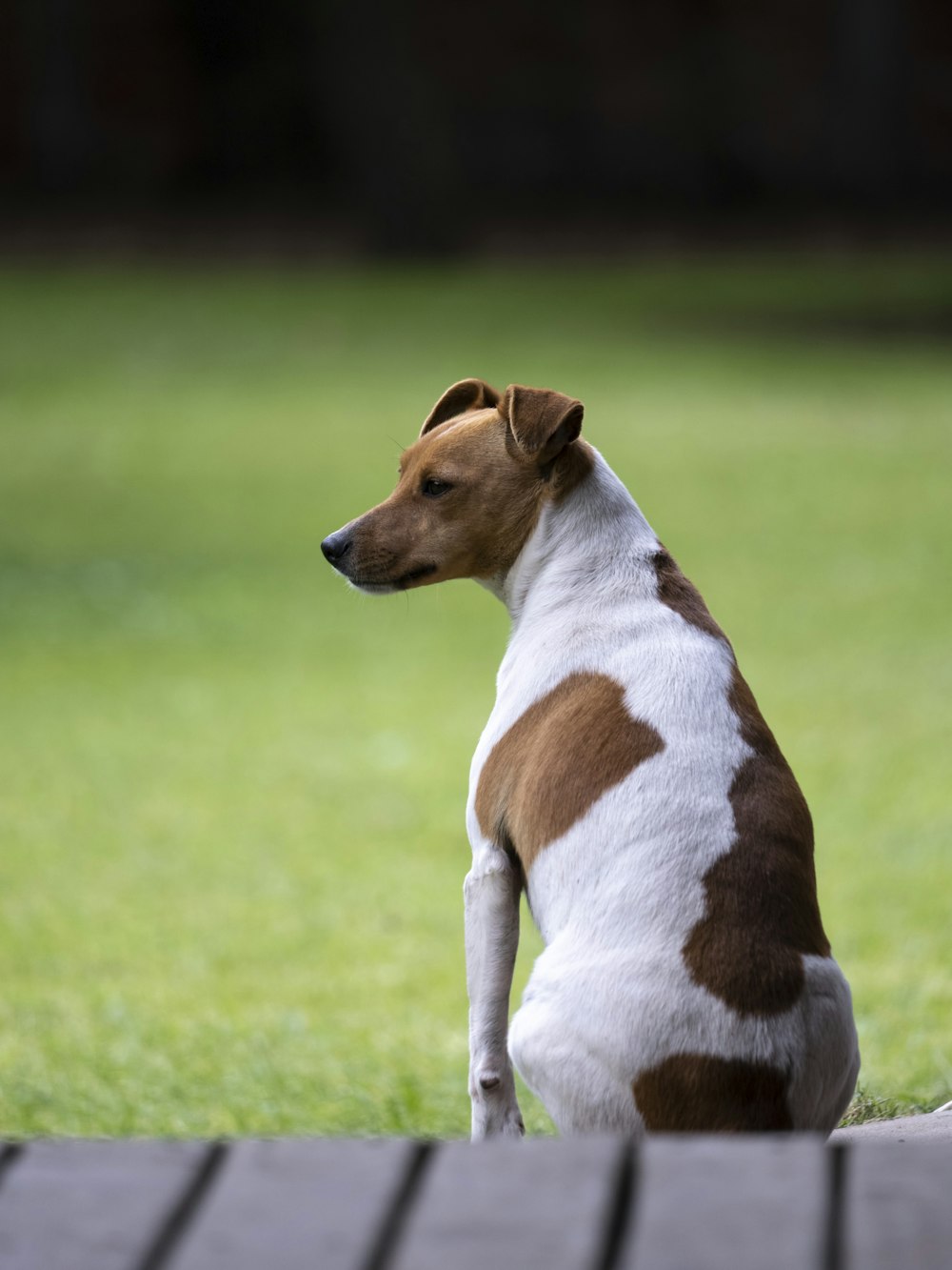 a brown and white dog sitting on top of a green field