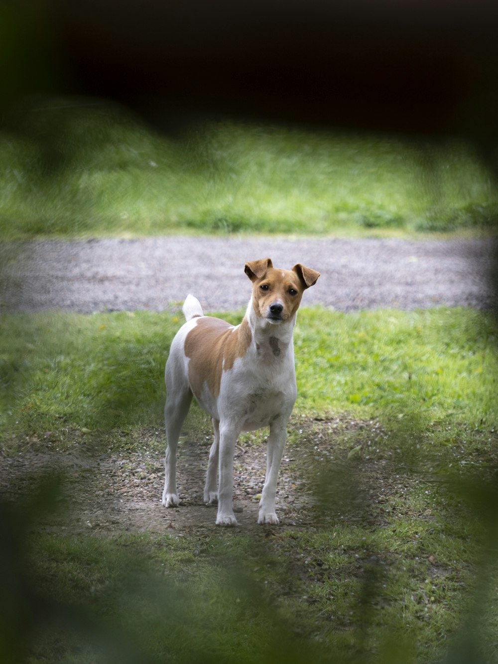 um cão marrom e branco em pé em cima de um campo coberto de grama