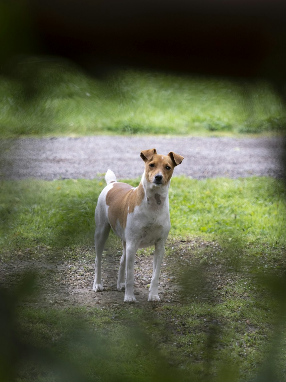 a brown and white dog standing on top of a grass covered field