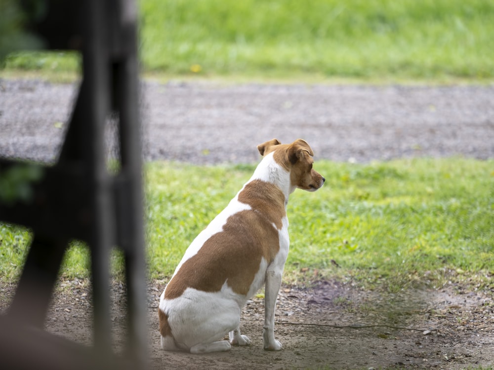 a brown and white dog sitting on top of a grass covered field