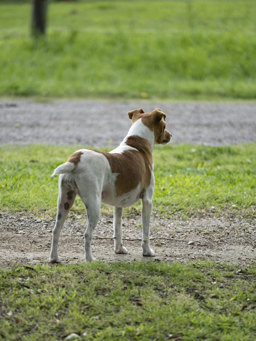 a brown and white dog standing on top of a grass covered field