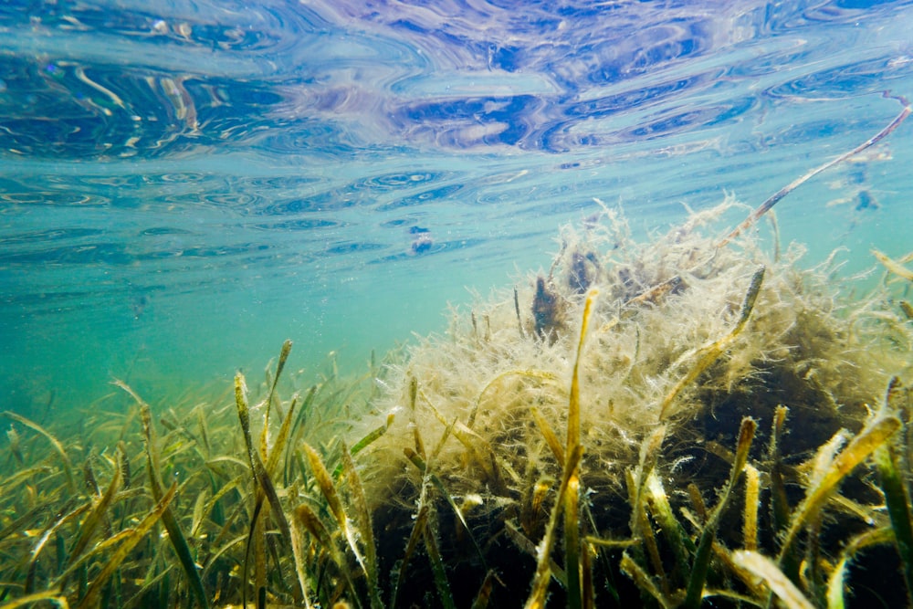 a body of water that has some plants in it