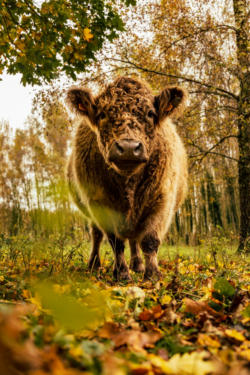 a brown cow standing in the middle of a forest